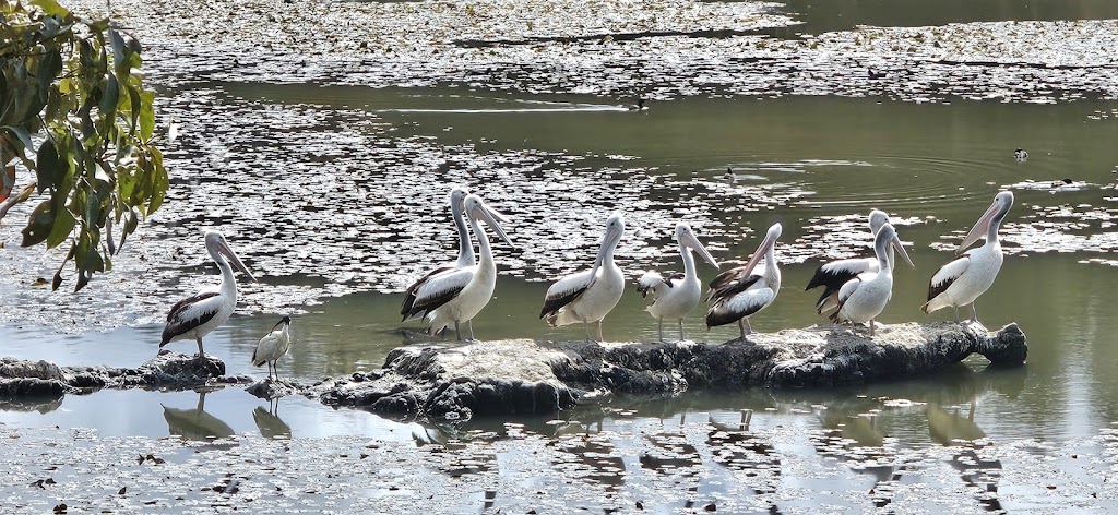 SW1 – Berrinba Wetlands | Wayne Goss Dr, Browns Plains QLD 4118, Australia | Phone: (07) 2899 7353