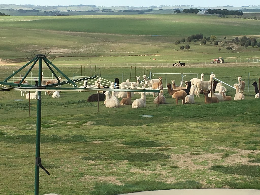 Incamon Alpaca Stud | 3150 Golspie Rd, Laggan NSW 2583, Australia | Phone: 0418 972 233