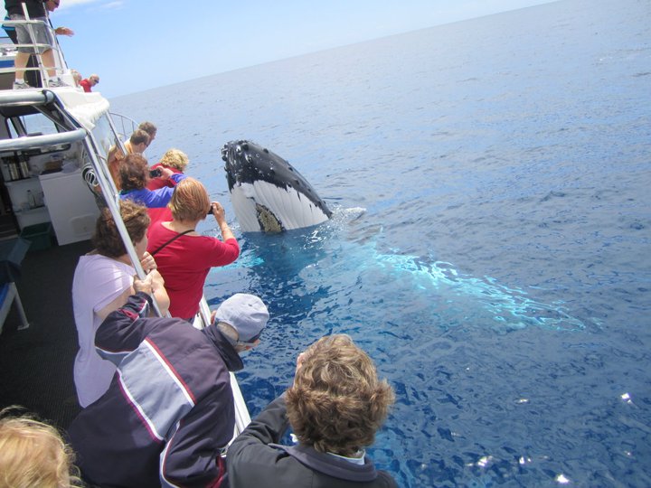 Legend Charters Whale Watching Tours and Deep Sea Fishing Charte | travel agency | 25 Dunn Bay Rd, Dunsborough WA 6281, Australia | 0419908742 OR +61 419 908 742