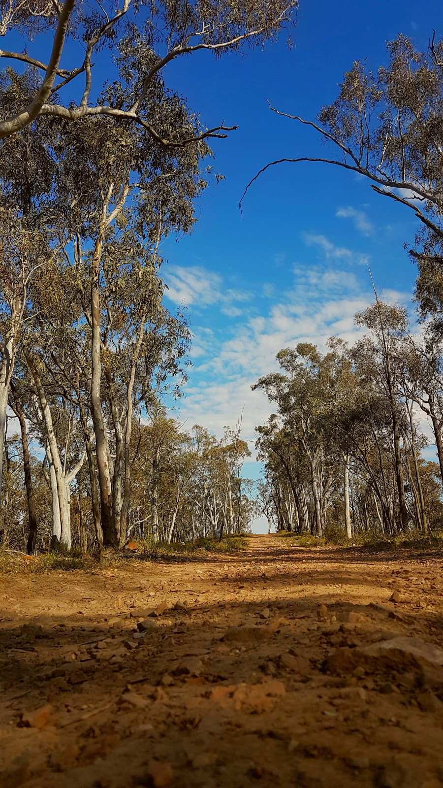 Livingstone State Conservation Area | Burrandana NSW 2650, Australia