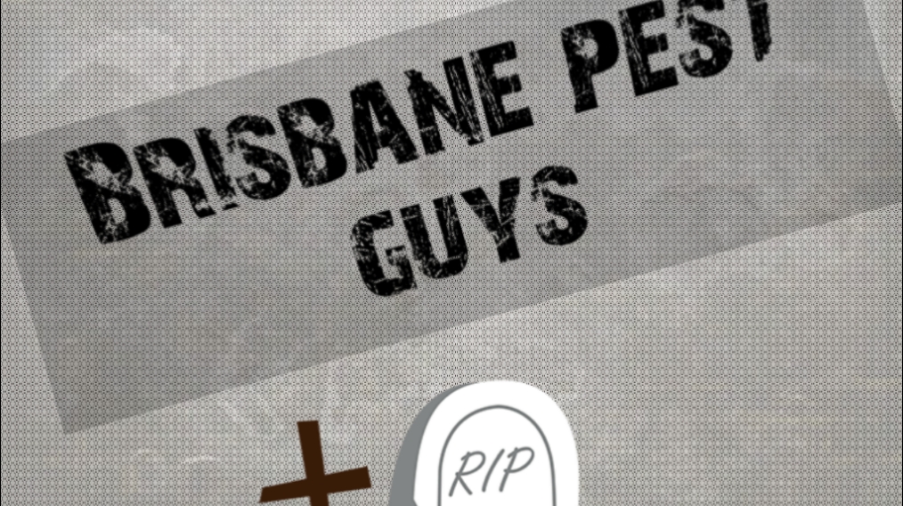 Brisbane pest guys | 23 Macquarie St, Woodridge QLD 4114, Australia | Phone: 0432 118 125