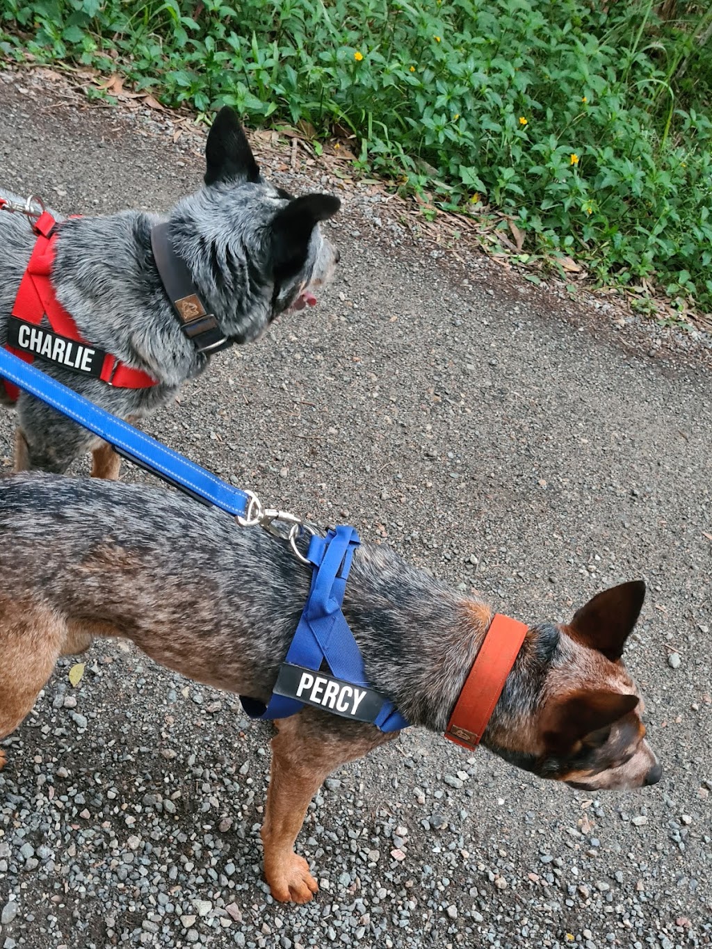 SWIFTII Pet Minding | 47 Minjerriba Rd, Russell Island QLD 4184, Australia | Phone: 0403 232 544