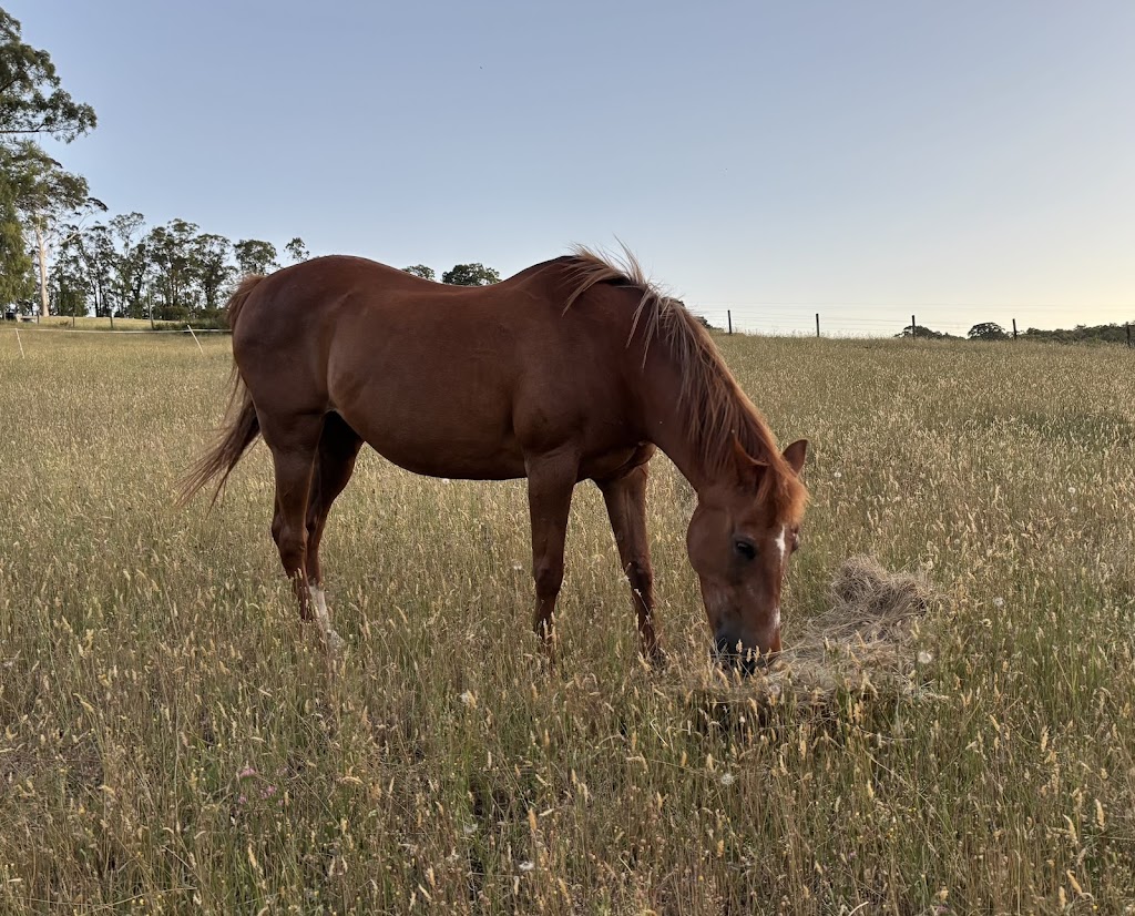Edenhope Integrated Psychotherapy | 245 Beenak Rd, Gembrook VIC 3783, Australia | Phone: 0412 326 431