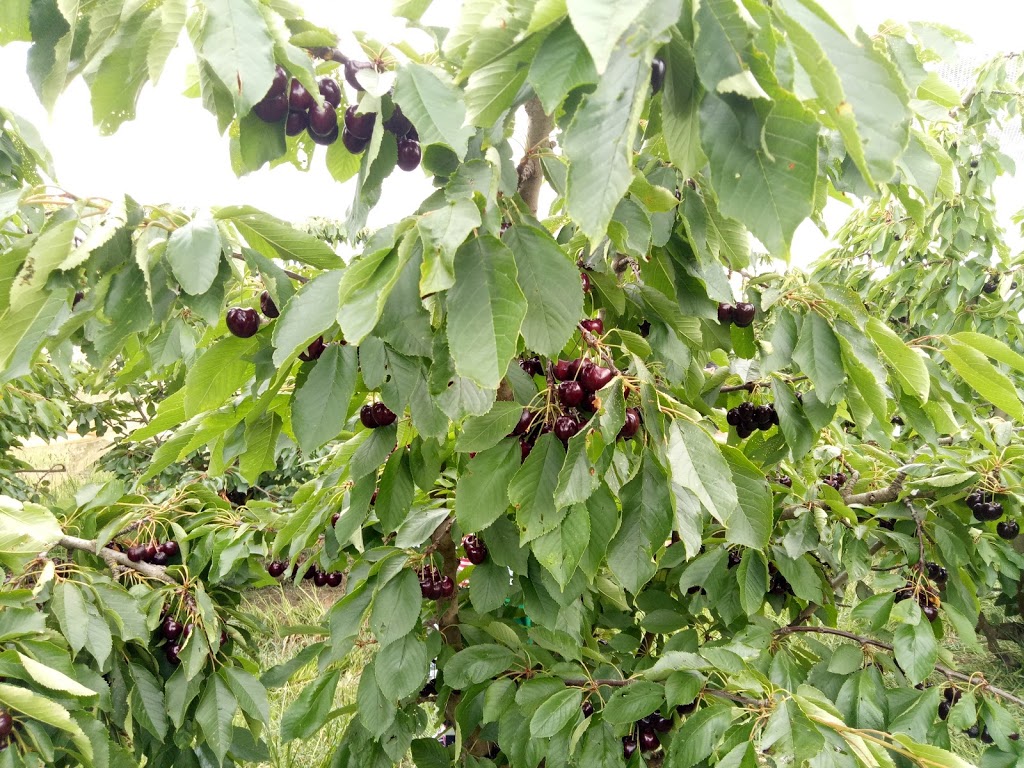 Harben Vale Pick Your Own Cherries | 34 Altmanns Rd, Balhannah SA 5242, Australia | Phone: 0439 001 962