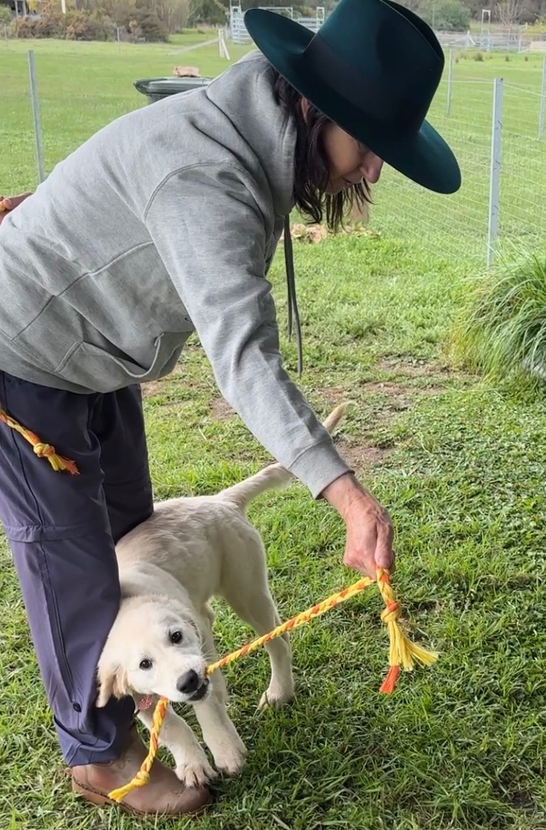 Pawspectives | 302 High St, Nagambie VIC 3608, Australia | Phone: 0481 336 642