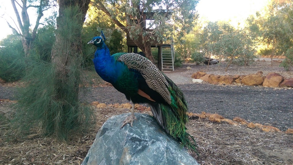 Kaarakin Black Cockatoo Conservation Centre | 322 Mills Rd E, Martin WA 6110, Australia | Phone: (08) 9390 2288