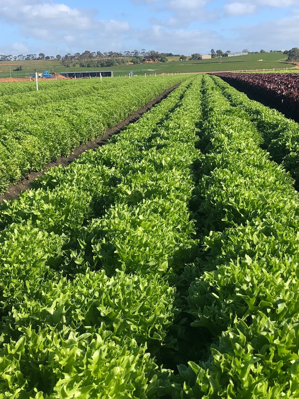 Boratto Farms Pty Ltd | 84 Woolpack Rd, Maddingley VIC 3340, Australia | Phone: 0427 731 769