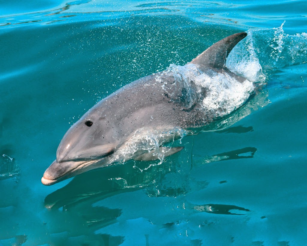 Swim with dolphins and seals | Shop 3. Building 6, Queenscliff Boat Harbour, Queenscliff VIC 3225, Australia | Phone: (03) 5258 3889
