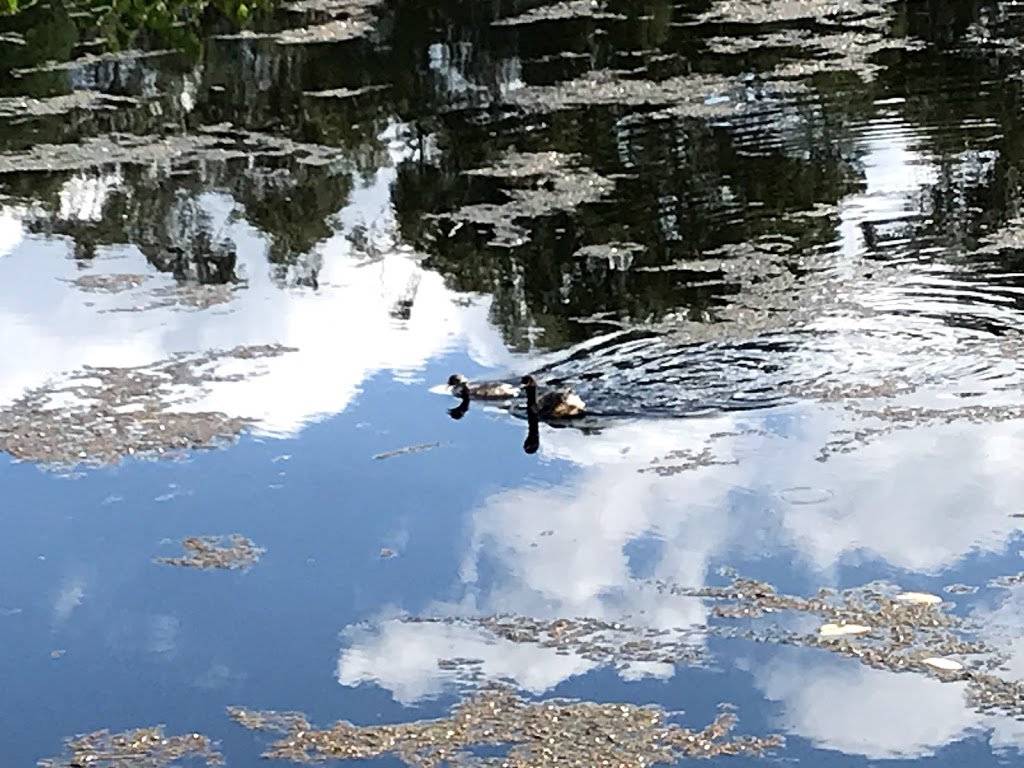 Blue Lotus Water Garden | park | Yarra Junction VIC 3797, Australia