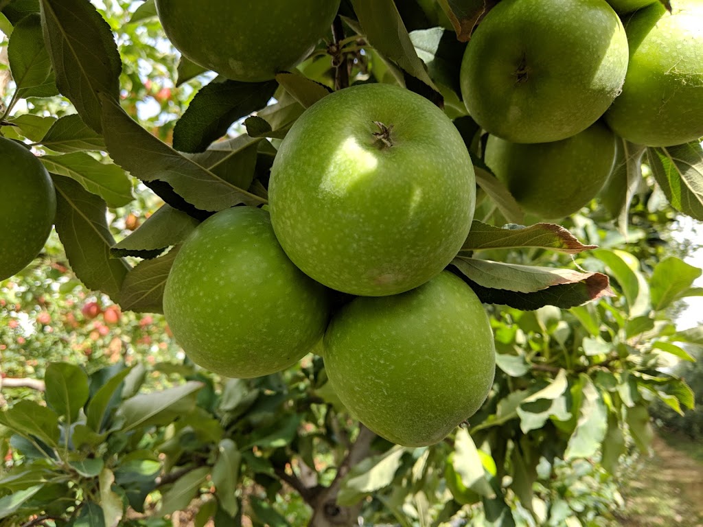 Sanders Apples (U-Pick and Tours) |  | 1020 Yarra Junction-Noojee Rd, Three Bridges VIC 3797, Australia | 0430589310 OR +61 430 589 310