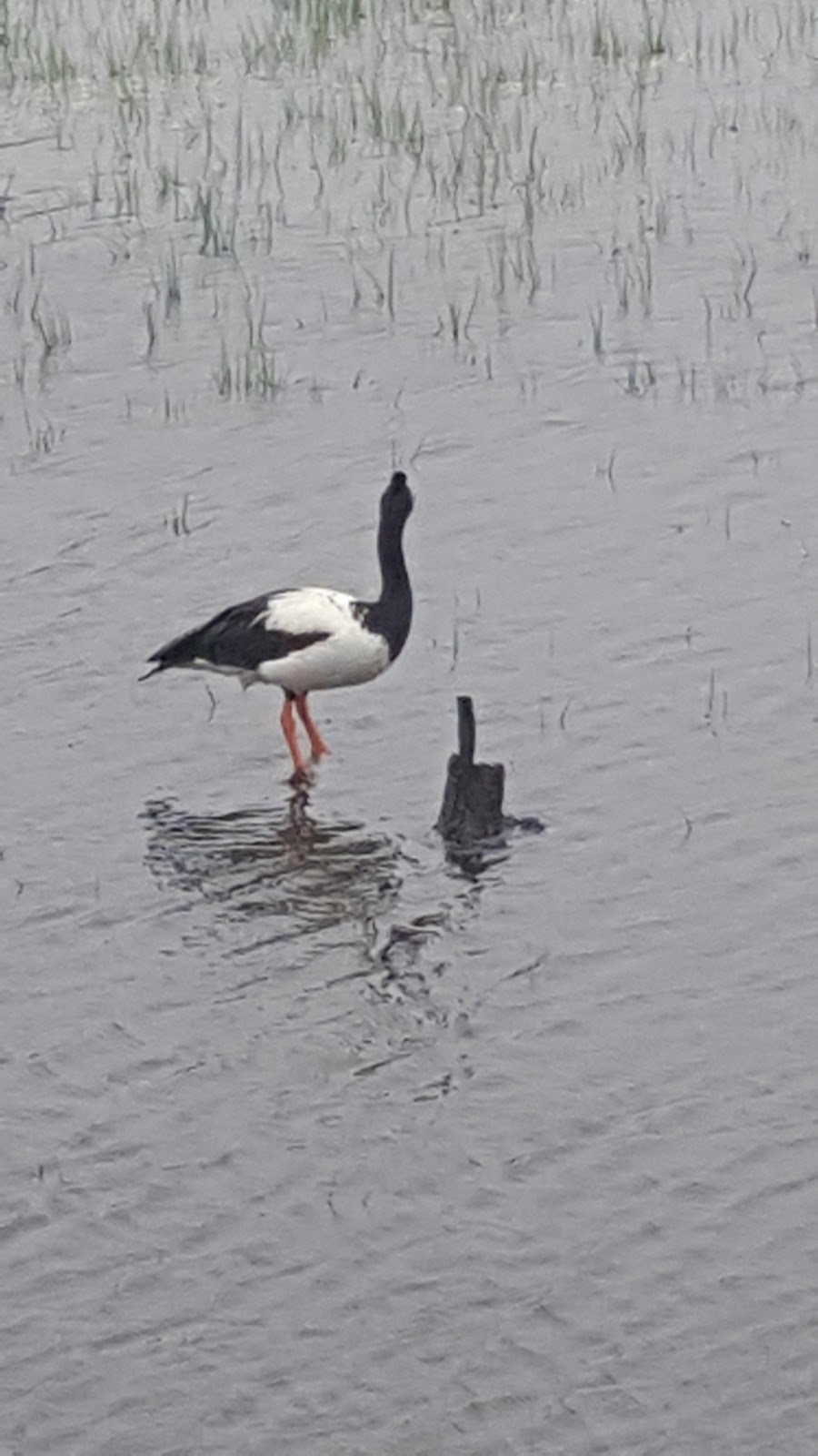 Edithvale Wetlands Bird Hide | 117 Edithvale Rd, Edithvale VIC 3196, Australia