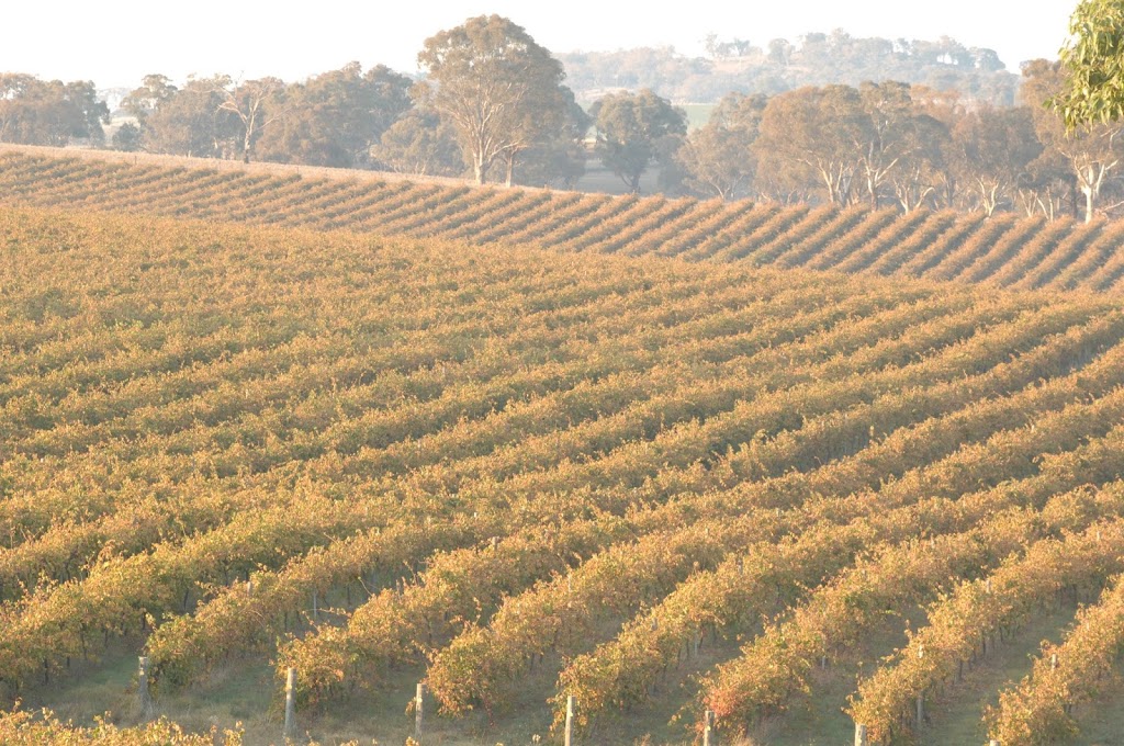 Freeman Vineyards | 101 Prunevale Rd, Prunevale NSW 2587, Australia | Phone: 0429 310 309