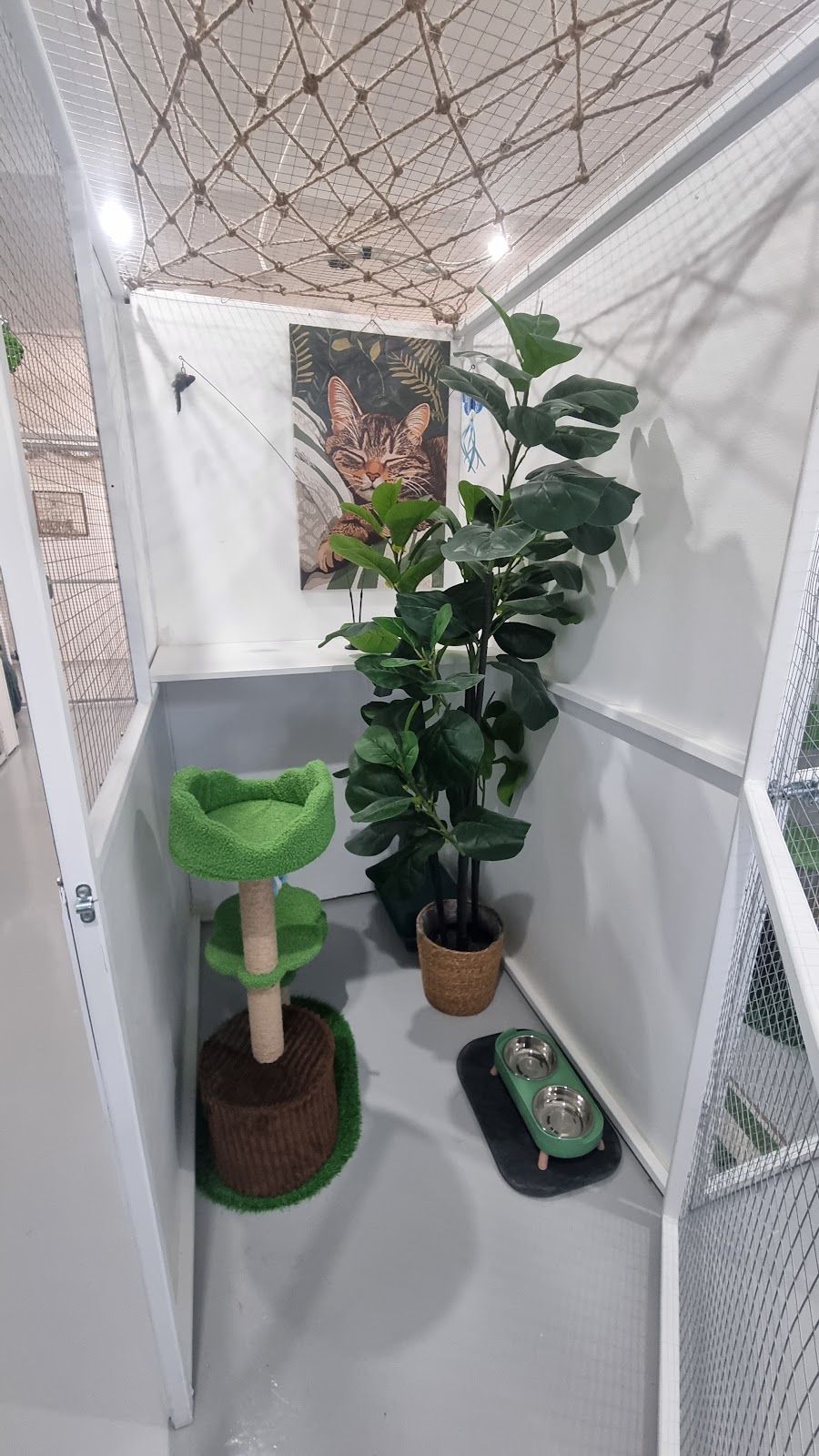 Purrfect Paws Cattery Maffra | 368 Falls Ln, Maffra VIC 3860, Australia | Phone: 0400 554 592