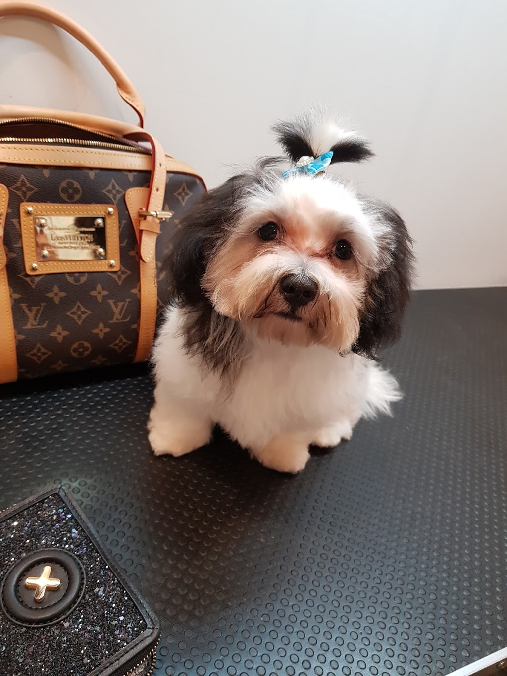 Anastasia’s dog grooming | 11 Hilda Rd, Baulkham Hills NSW 2153, Australia | Phone: 0404 974 407