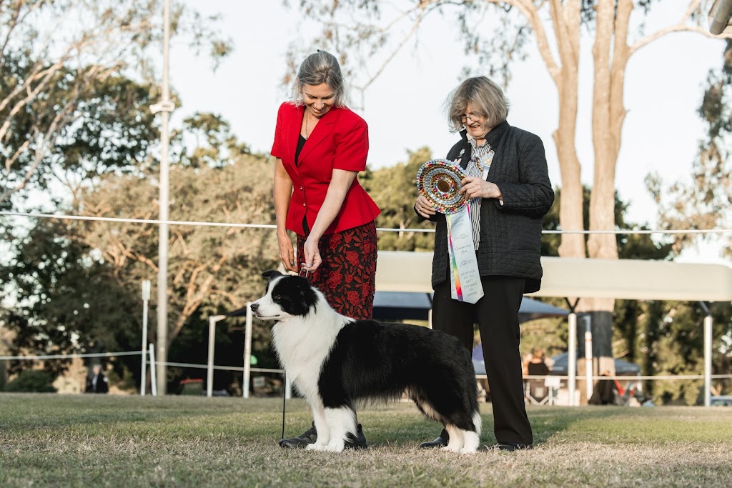 Celtic Heart Border Collies | 38 Nestle Ln, Toogoolawah QLD 4313, Australia | Phone: 0400 018 877