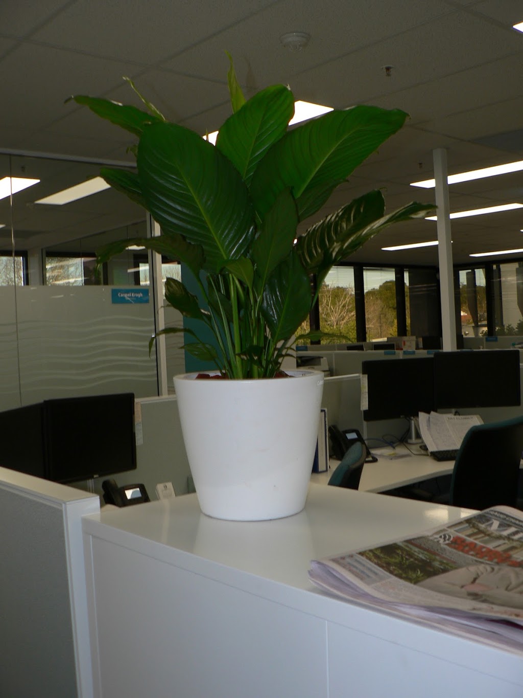 Paradise Indoor Plant Hire | 35 Emmett St, Callala Bay NSW 2540, Australia | Phone: 0459 226 404