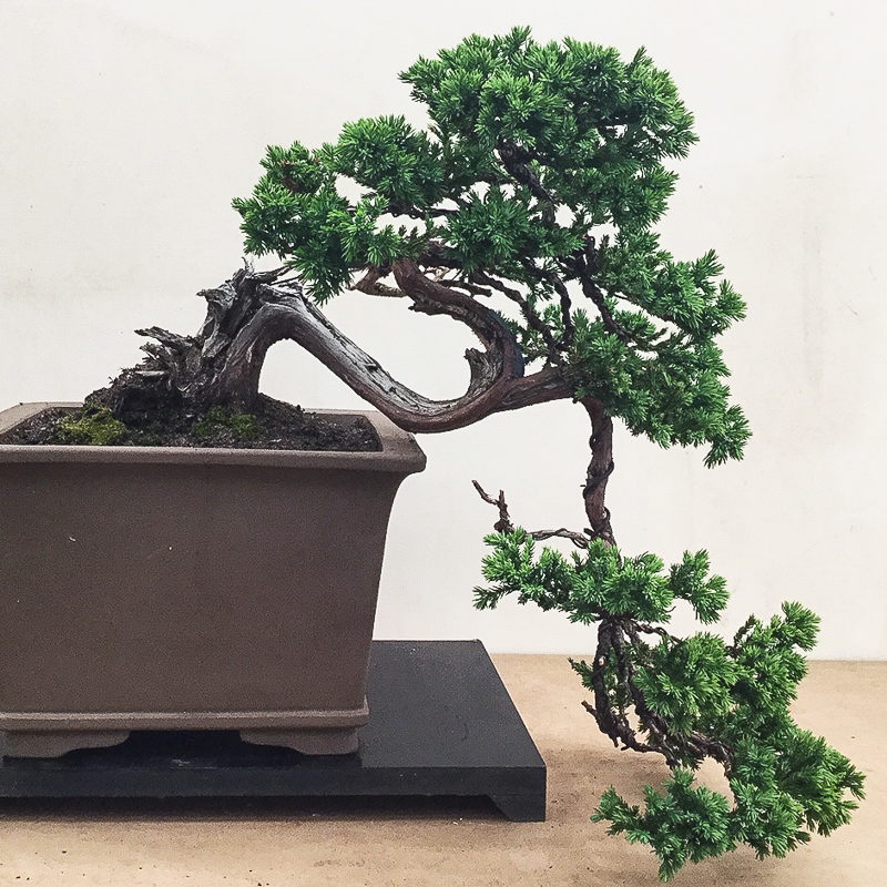 Bonsai Art Pty Ltd. | 206-208 Forest Way, Belrose NSW 2085, Australia | Phone: 0423 763 506