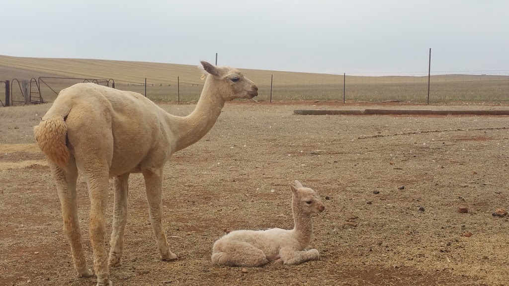 Ossies Homestead Farmstay | 1029 Pipeline Rd, Gulnare SA 5471, Australia | Phone: 0417 813 095