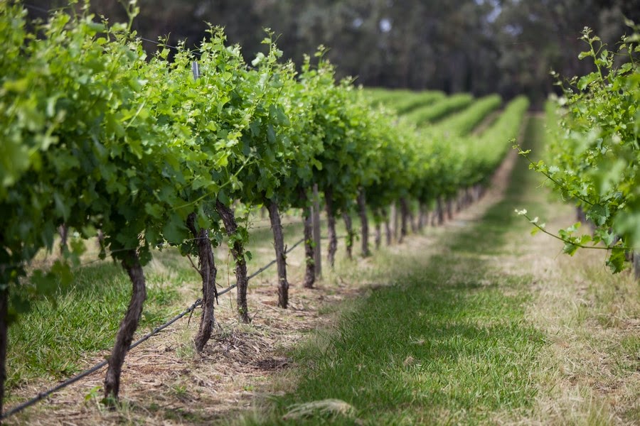 Boree Lane Wines |  | 55 Boree Ln, Lidster NSW 2800, Australia | 0410624203 OR +61 410 624 203