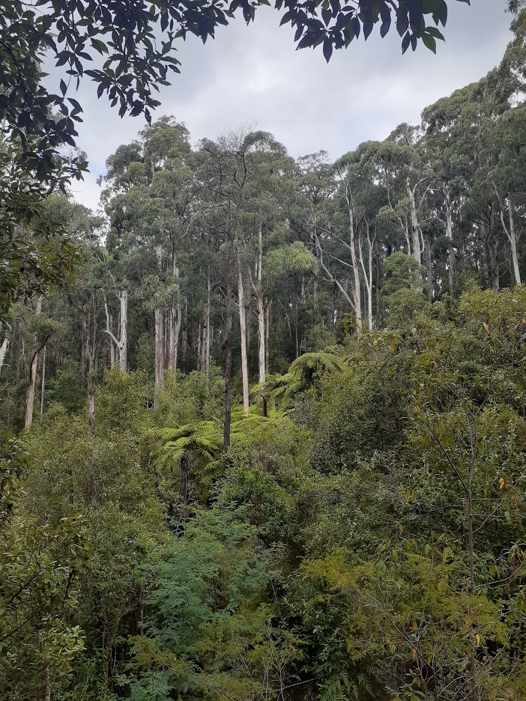 Olinda Falls |  | Falls Track, Olinda VIC 3788, Australia | 131963 OR +61 131963