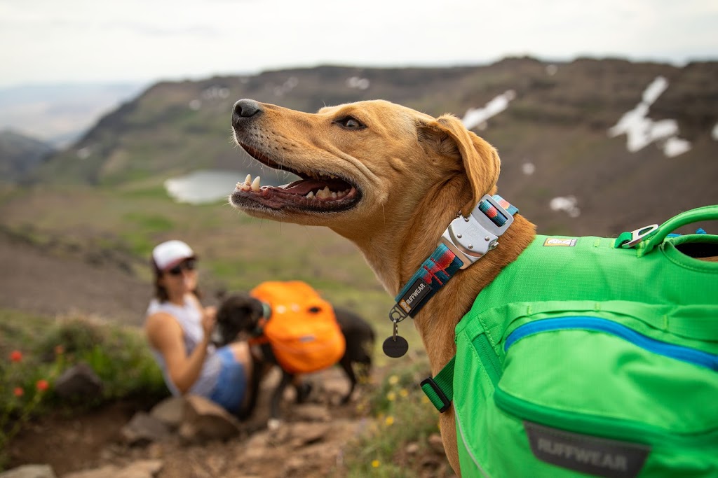 Waggle Canine Adventure Gear | 38 Second Ave, Katoomba NSW 2780, Australia | Phone: 1300 725 781