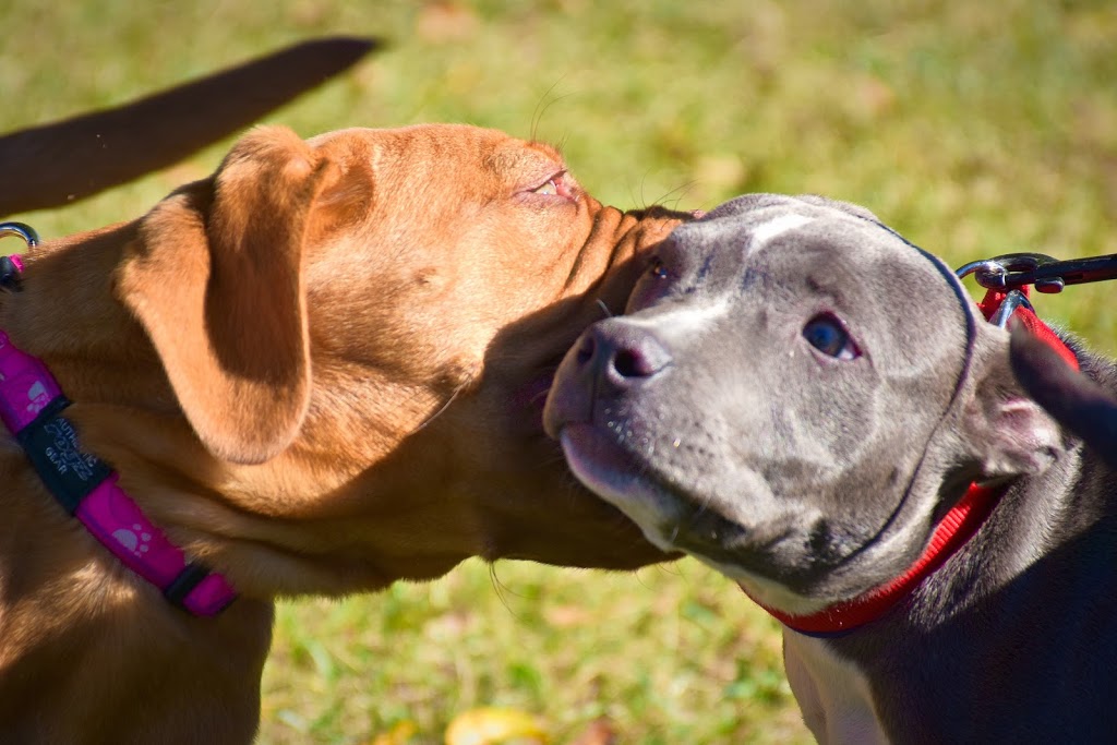 Complete Dog Training | 115 Mudgeeraba Rd, Worongary QLD 4213, Australia | Phone: 0422 402 545