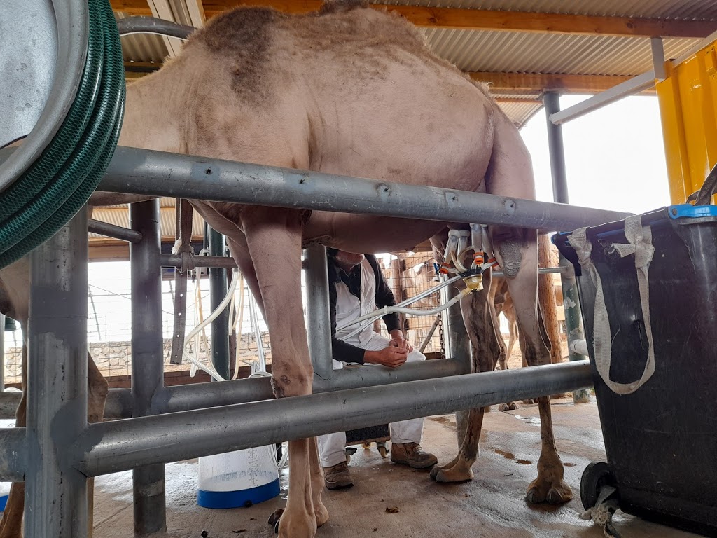 Humpalicious Camel Farm Robe | Roys La, Mount Benson SA 5275, Australia | Phone: 0423 893 541