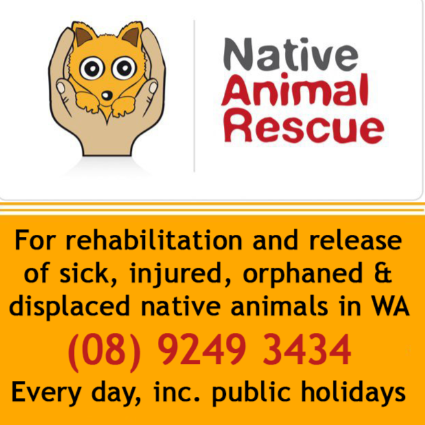 Native Animal Rescue | veterinary care | 170 Camboon Rd, Malaga WA 6090, Australia | 0892493434 OR +61 8 9249 3434