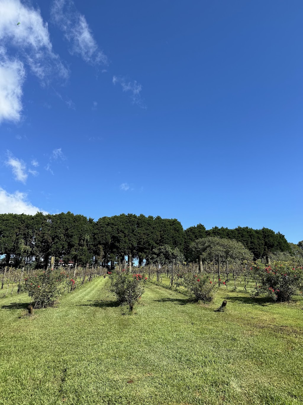 Cedar Creek Estate Weddings | 104 Hartley Rd, Tamborine Mountain QLD 4272, Australia | Phone: 0406 706 063
