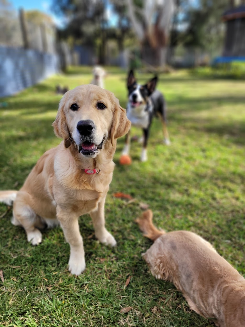 DOGGY RETREAT | Gillies St, Kurri Kurri NSW 2327, Australia | Phone: 0491 626 848
