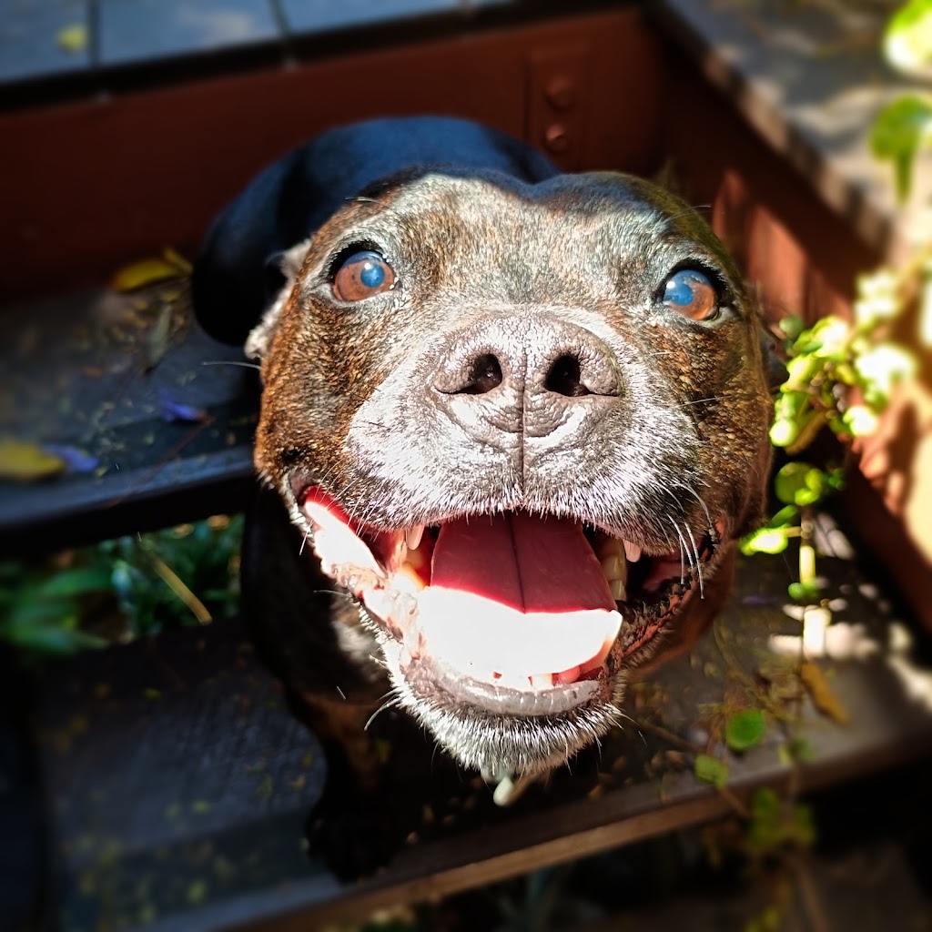 Synergy Veterinary Behaviour Solutions | 26 Gymkhana Pl, Dayboro QLD 4521, Australia | Phone: (07) 3077 5022