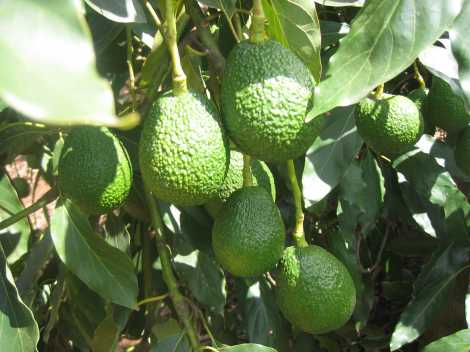 Balmoral Avocados Australia | 160 Evans Road East, Cabarlah QLD 4352, Australia | Phone: (07) 4696 6388