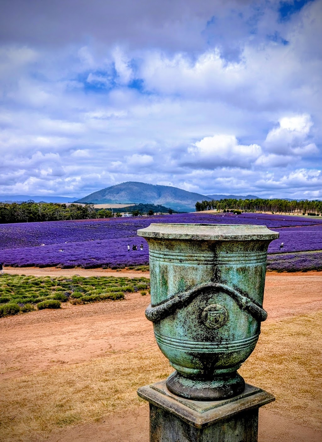 Bridestowe Lavender Farm | 296 Gillespies Rd, Nabowla TAS 7260, Australia | Phone: (03) 6352 8182