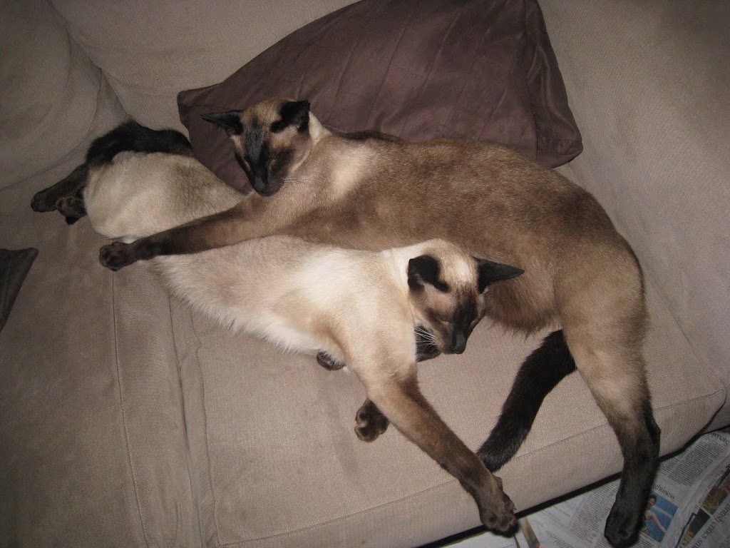 Cat Companion | 18 Binaville Ave, Burraneer NSW 2230, Australia | Phone: 0421 088 150