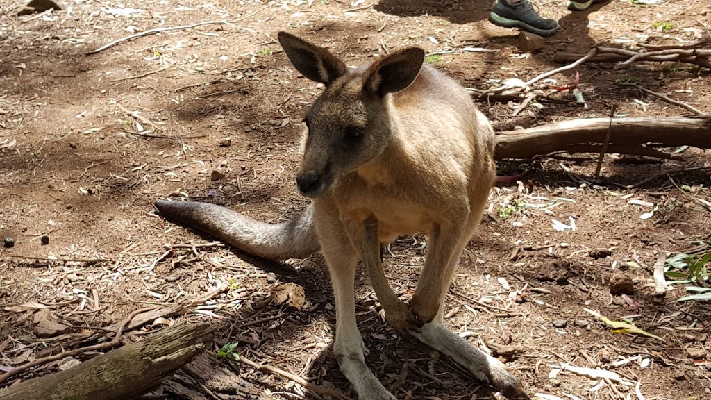 Trowunna Wildlife Sanctuary | 1892 Mole Creek Rd, Mole Creek TAS 7304, Australia | Phone: (03) 6363 6162