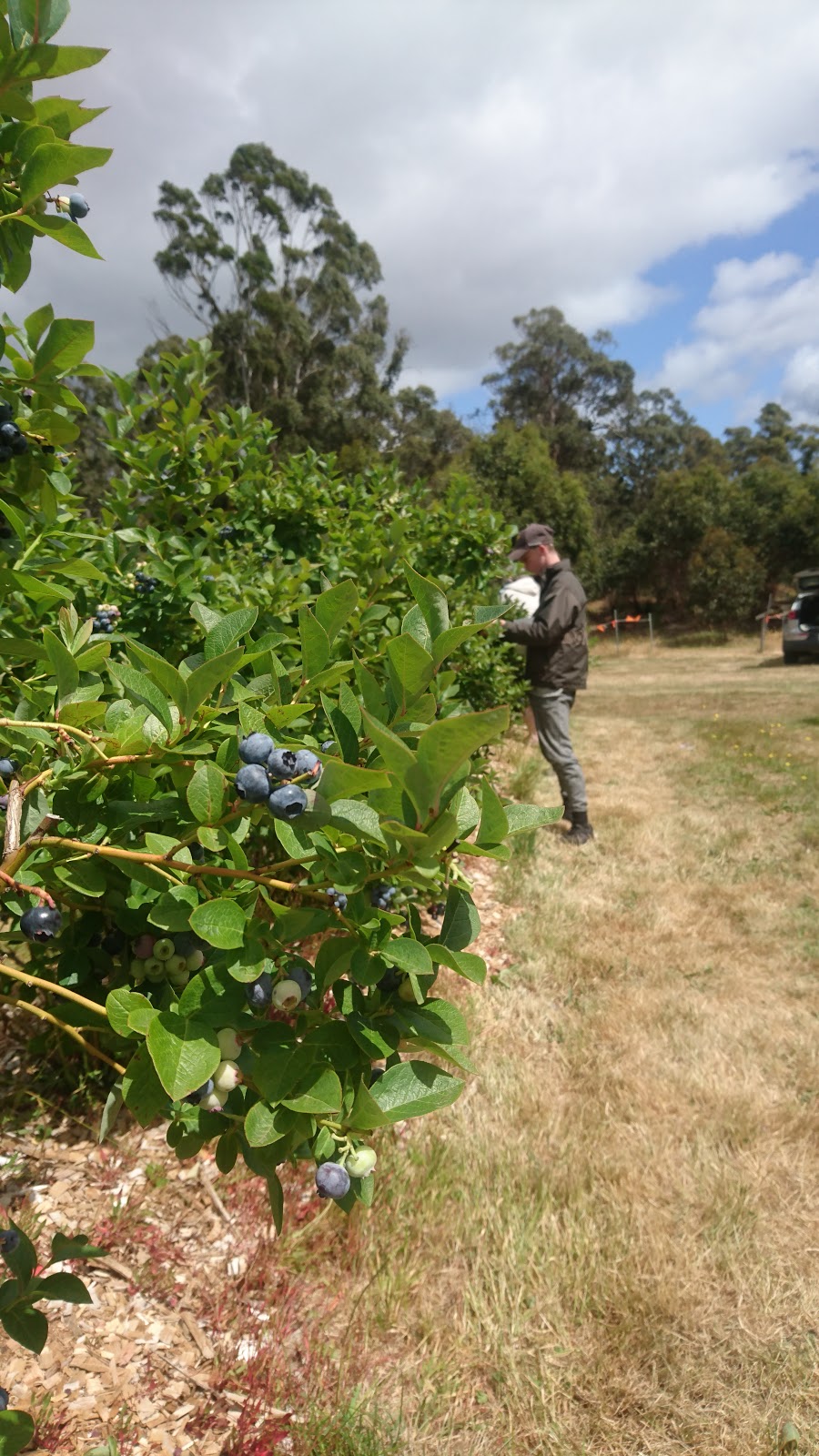 Something From The Ground | 2048 Huon Hwy, Grove TAS 7109, Australia | Phone: 0418 391 223