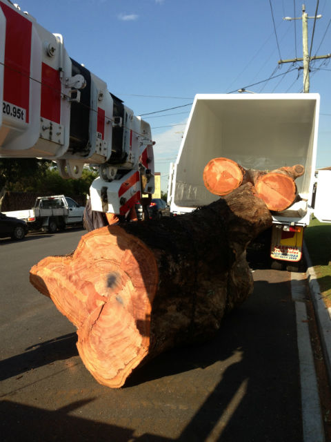 Colourful Tree Lopping & Stump Grinding | 44A Oyster Point Esplanade, Scarborough QLD 4020, Australia | Phone: 0418 988 966