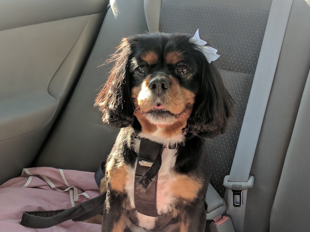 Small Paws Dog Grooming Warrandyte | 19 St Muir Dr, Warrandyte VIC 3113, Australia | Phone: 0490 186 466