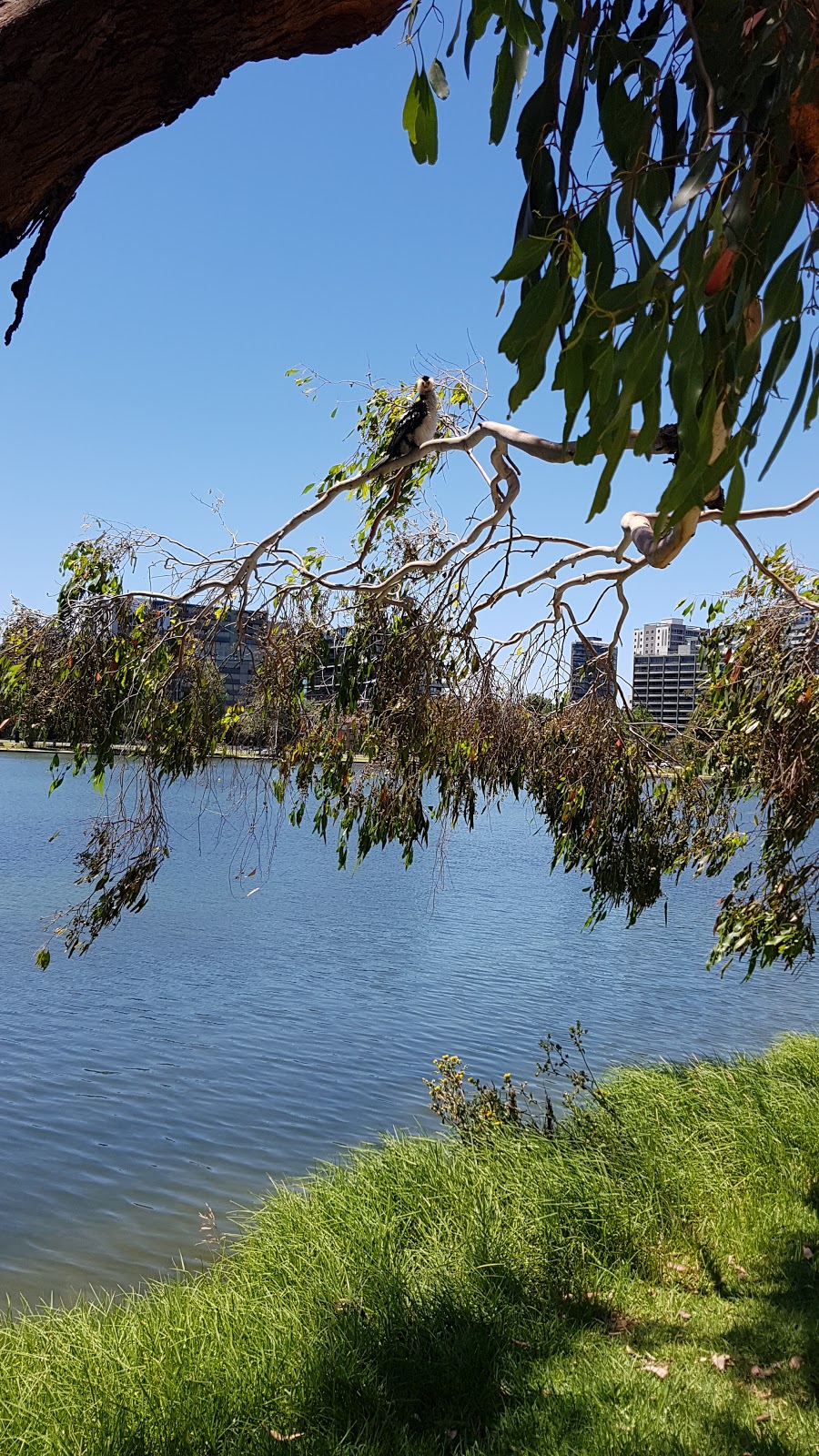 Albert Park Lake | park | Albert Park VIC 3206, Australia