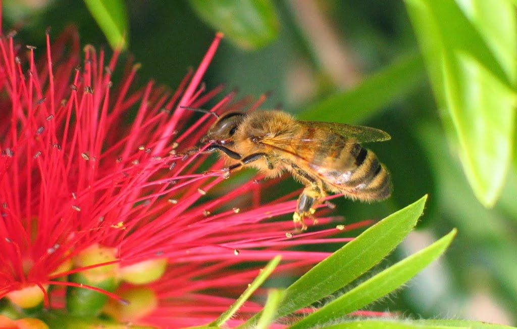 Eden Spring Herbs | Kangaroo Gully Rd, Kangaroo Gully WA 6255, Australia | Phone: (08) 9761 4455