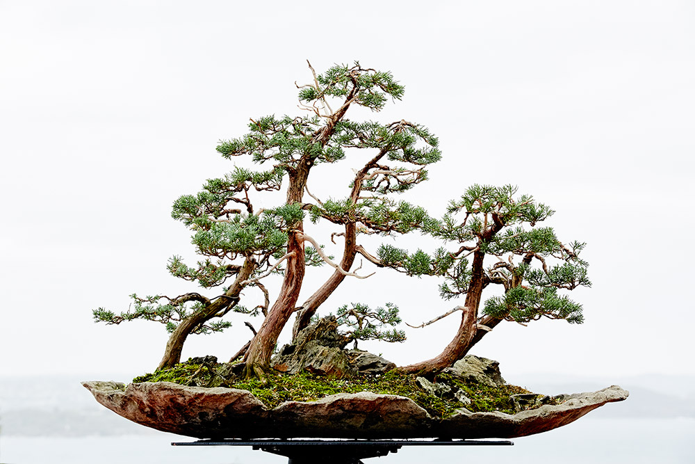 Boutique Bonsai |  | Vaucluse NSW 2030, Australia | 0416241930 OR +61 416 241 930