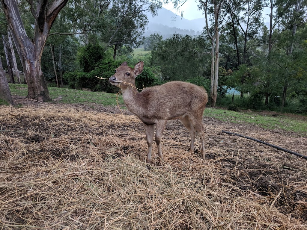 Lyell Deer Sanctuary | zoo | 6 Lyell Ct, Mount Samson QLD 4520, Australia | 0411485156 OR +61 411 485 156