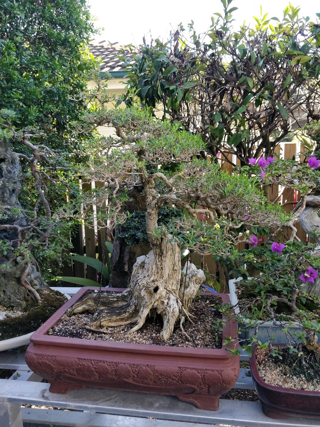 The bonsai man | 9 Whitby St, Keperra QLD 4054, Australia | Phone: 0449 040 600