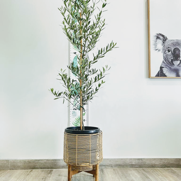 Zen indoor plants |  | 29a Duke St, Canley Heights NSW 2166, Australia | 1300755093 OR +61 1300 755 093