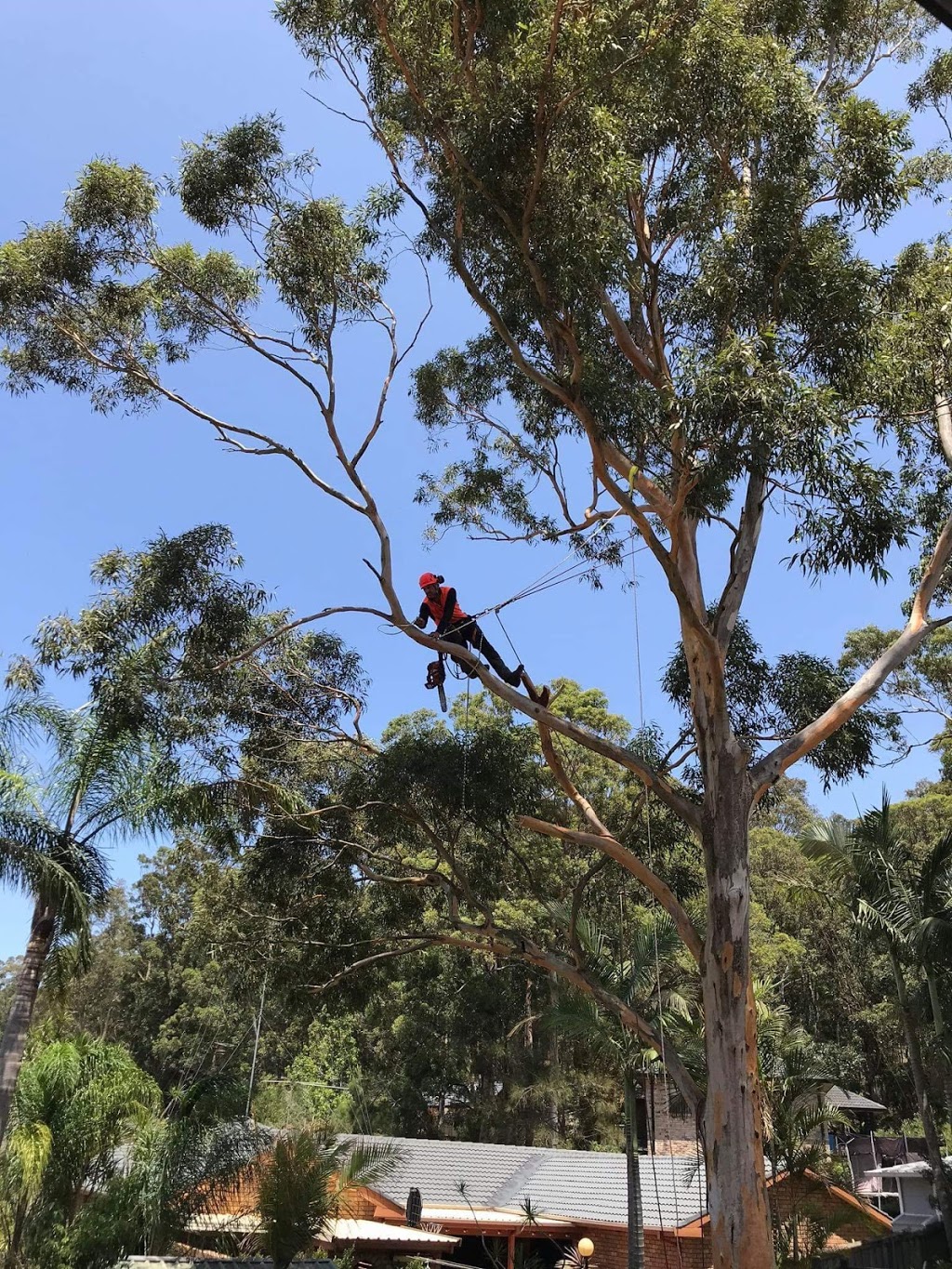 Eclipse Tree Services | 26 Goulburn St, Dudley NSW 2290, Australia | Phone: 0435 601 417