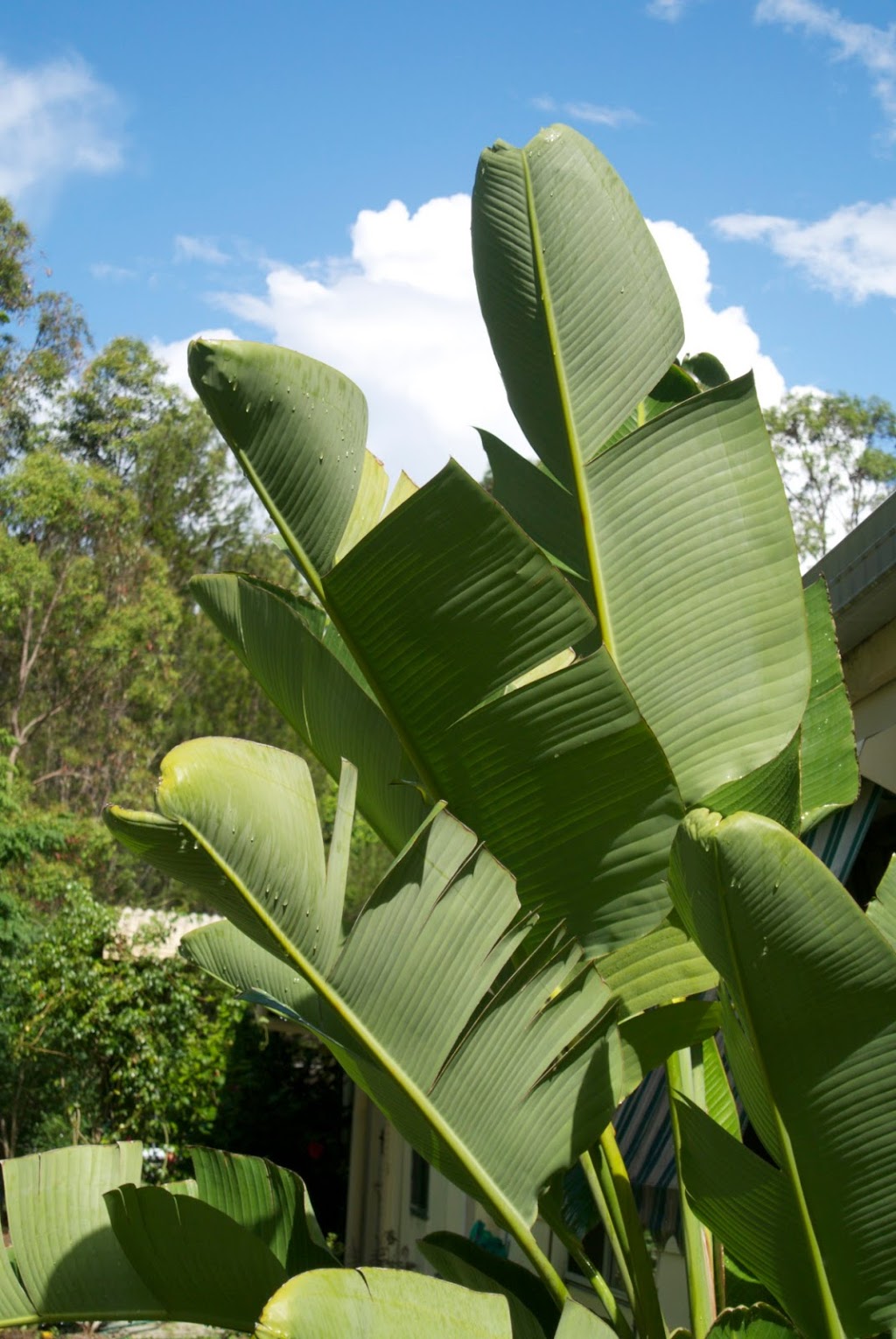 Gold Coast Dharma Realm | 106 Bonogin Rd, Mudgeeraba QLD 4213, Australia | Phone: (07) 5522 8788