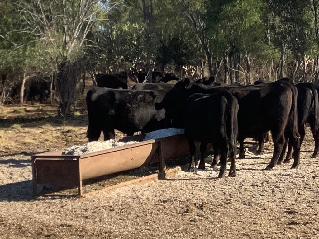 Moolaboola Pastoral | 232 Spring Flat Rd, Bell QLD 4408, Australia | Phone: 0407 947 268