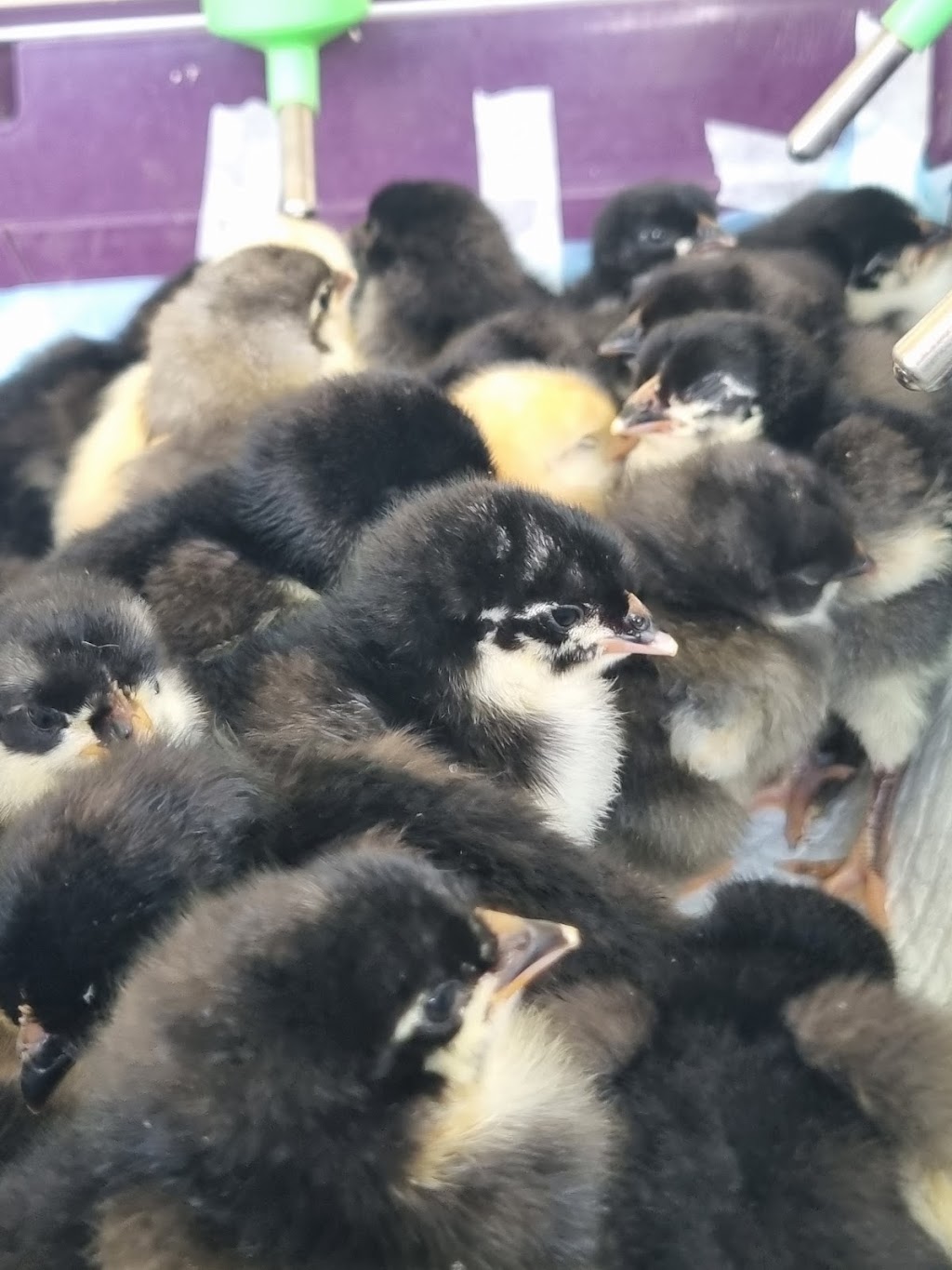 Lael Poultry, Produce and Plants | 1873 Brayton Rd, Big Hill NSW 2579, Australia | Phone: 0407 274 785
