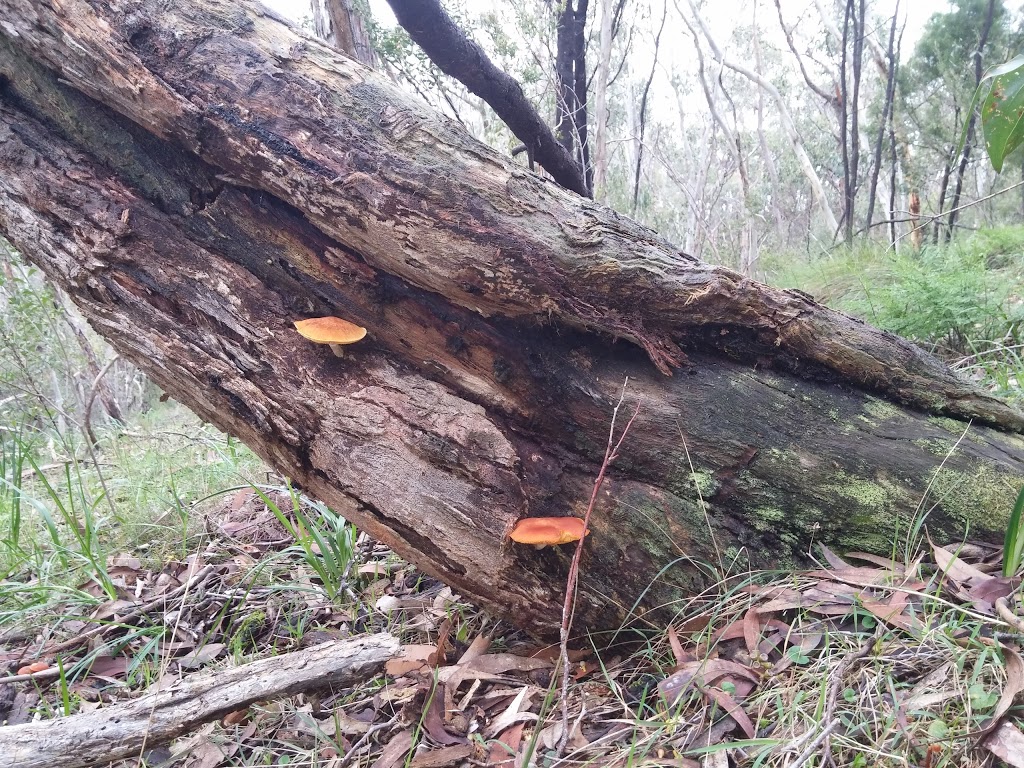 Cherry Gardens Cemetery | 600 Cherry Gardens Rd, Cherry Gardens SA 5157, Australia