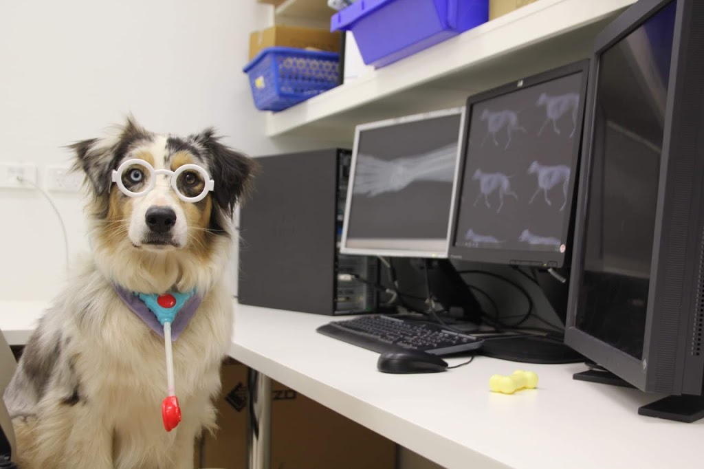 Therapy Dogs NSW 589 Duri Dungowan Rd Timbumburi NSW 2340 Australia